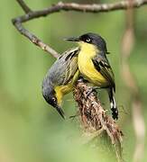 Common Tody-Flycatcher