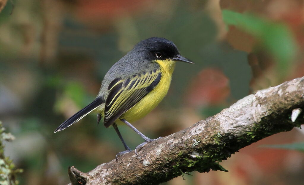 Common Tody-Flycatcher