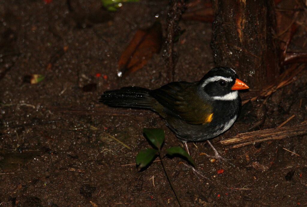 Orange-billed Sparrow