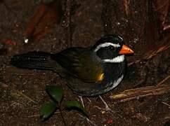 Orange-billed Sparrow