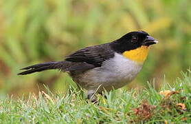 White-naped Brushfinch