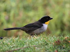 White-naped Brushfinch