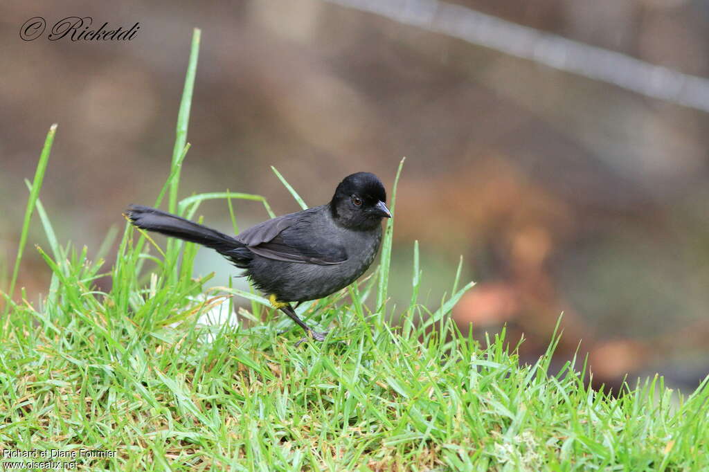 Yellow-thighed Finchadult, pigmentation, fishing/hunting