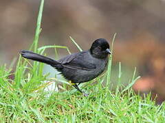 Yellow-thighed Finch