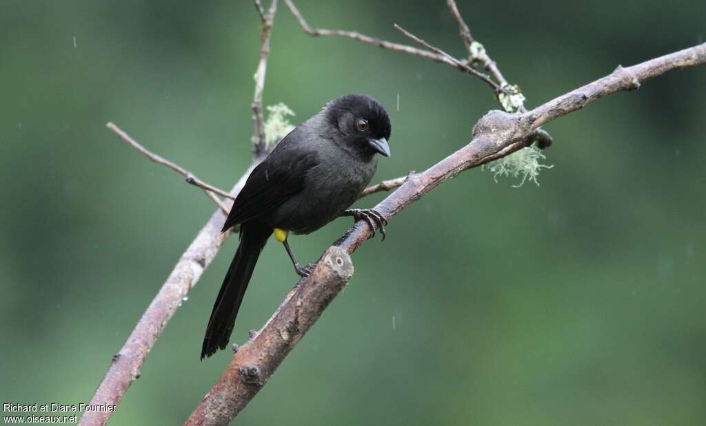 Yellow-thighed Finchadult, identification