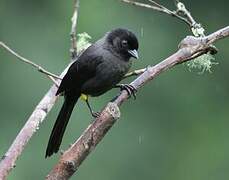 Yellow-thighed Brushfinch