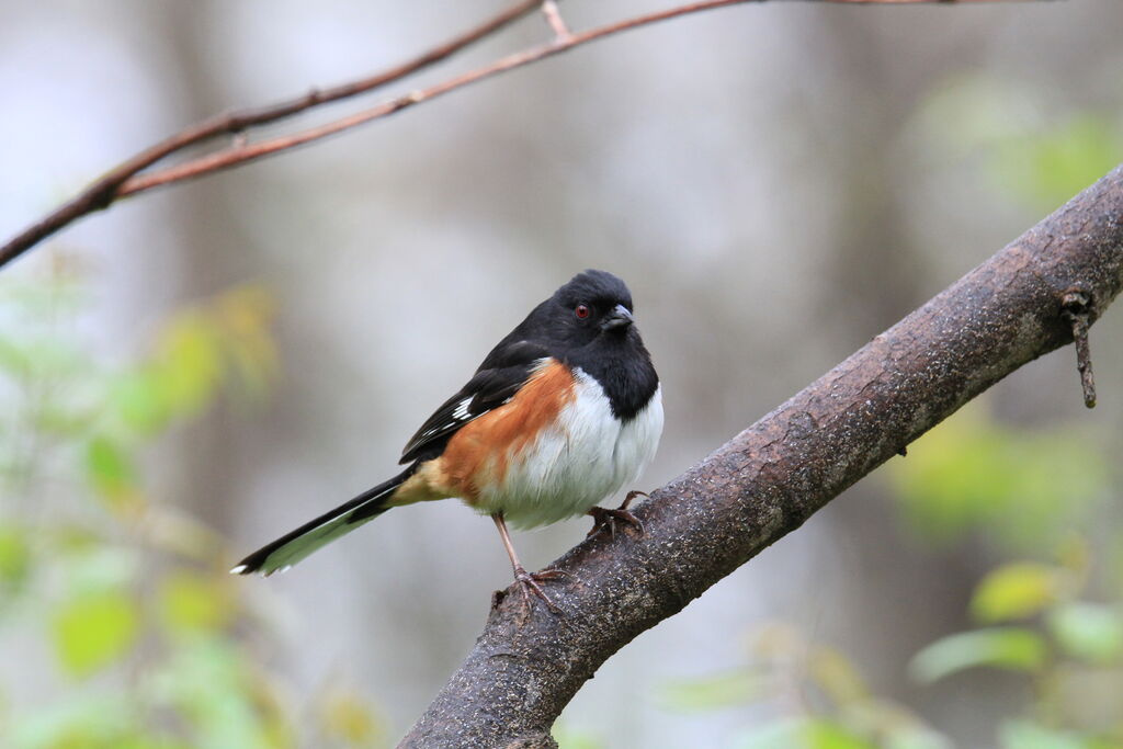 Eastern Towhee