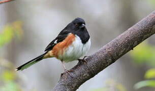 Eastern Towhee