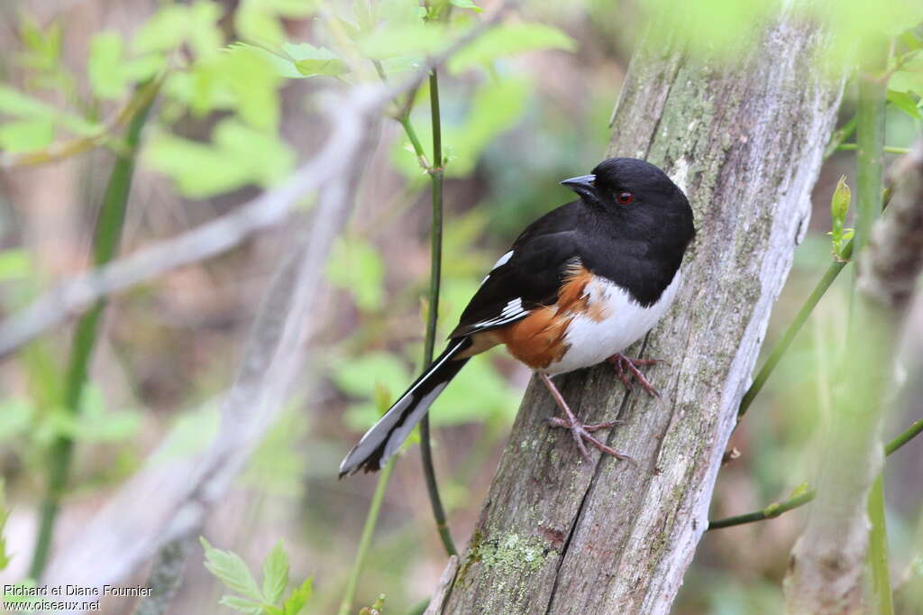 Eastern Towhee male adult, identification