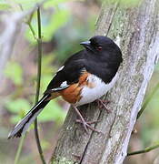 Eastern Towhee