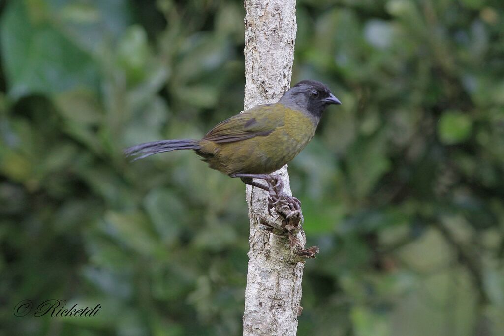 Large-footed Finch