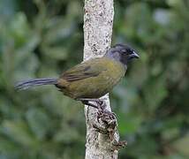 Large-footed Finch