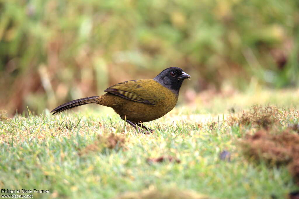 Tohi à grands piedsadulte, identification