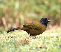 Large-footed Finch