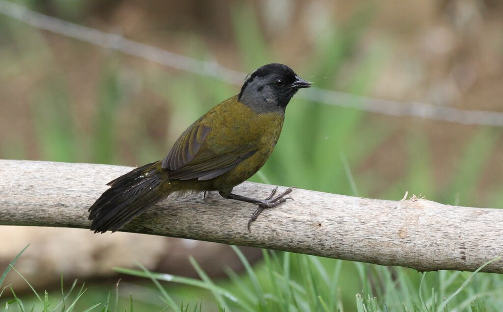 Large-footed Finch