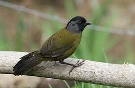 Large-footed Finch