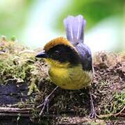 Yellow-breasted Brushfinch