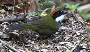 Chestnut-capped Brushfinch