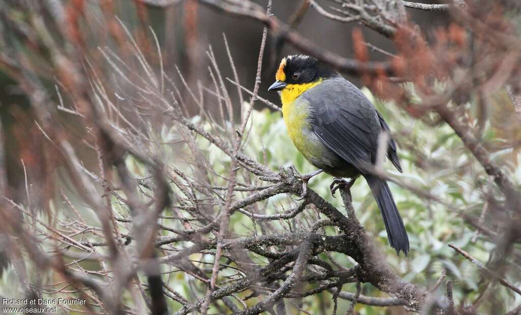 Pale-naped Brushfinchadult, identification