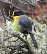 Pale-naped Brushfinch