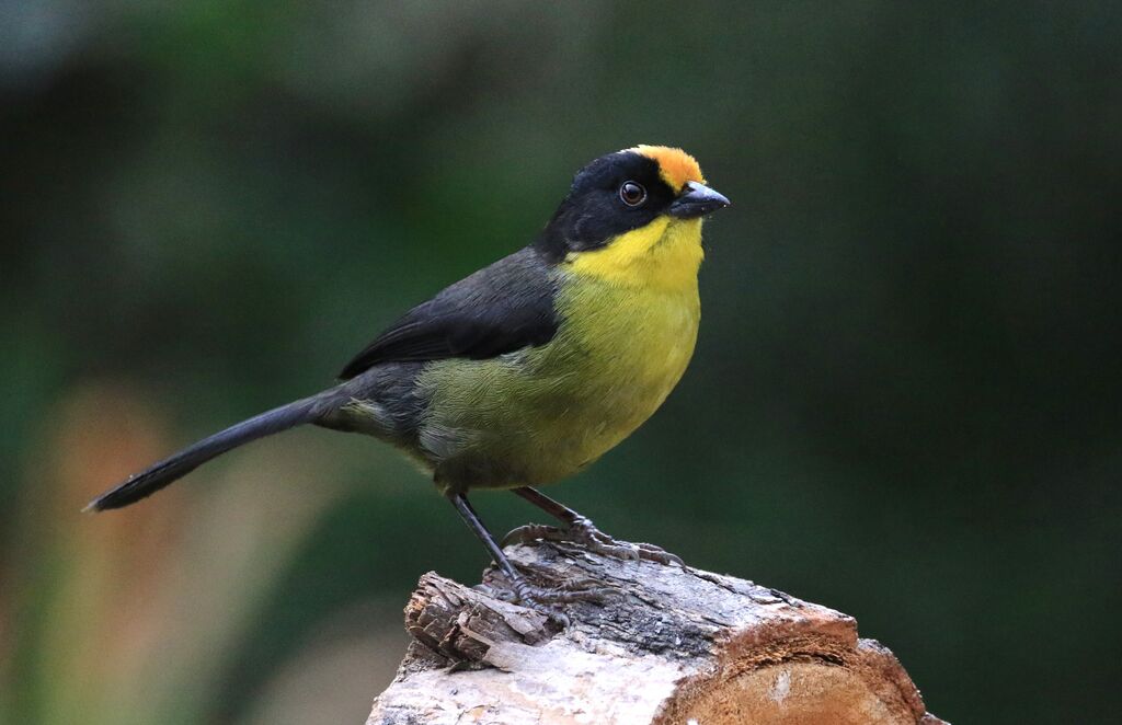 Pale-naped Brushfinch