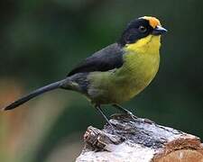 Pale-naped Brushfinch