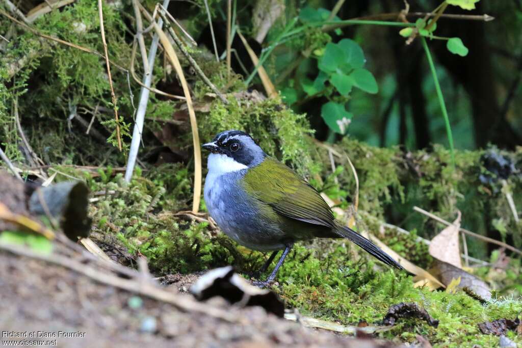 Grey-browed Brushfinchadult, identification