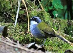 Grey-browed Brushfinch