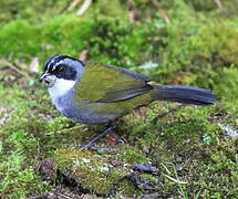 Grey-browed Brushfinch