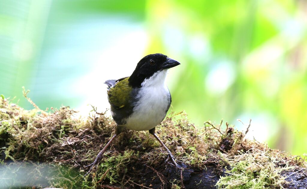 Black-headed Brushfinch