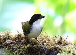 Black-headed Brushfinch