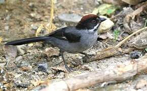 Slaty Brushfinch