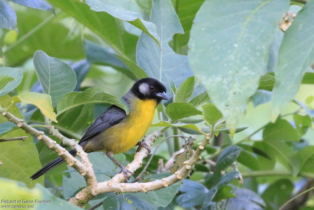 Tohi de Santa Marta adulte, identification