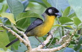 Santa Marta Brushfinch