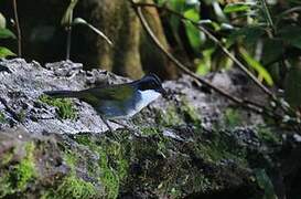 Costa Rican Brushfinch