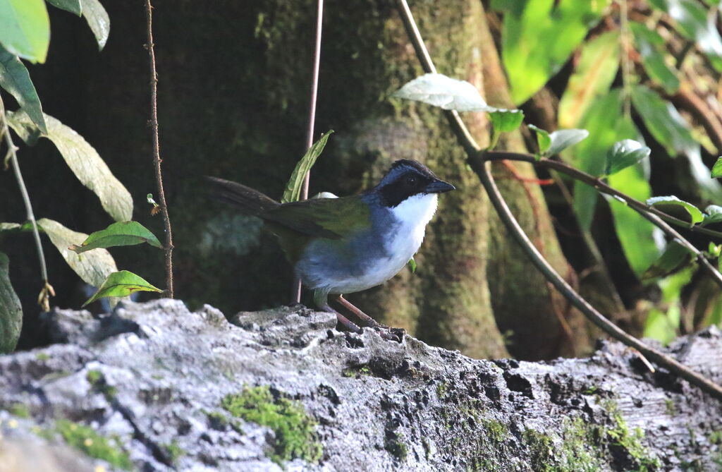 Costa Rican Brushfinch