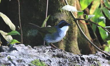 Tohi du Costa Rica