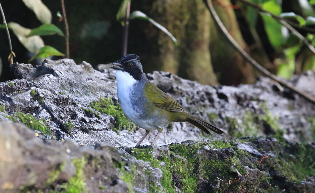 Costa Rican Brushfinch