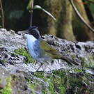 Tohi du Costa Rica