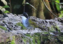 Tohi du Costa Rica