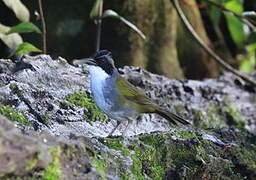 Costa Rican Brushfinch