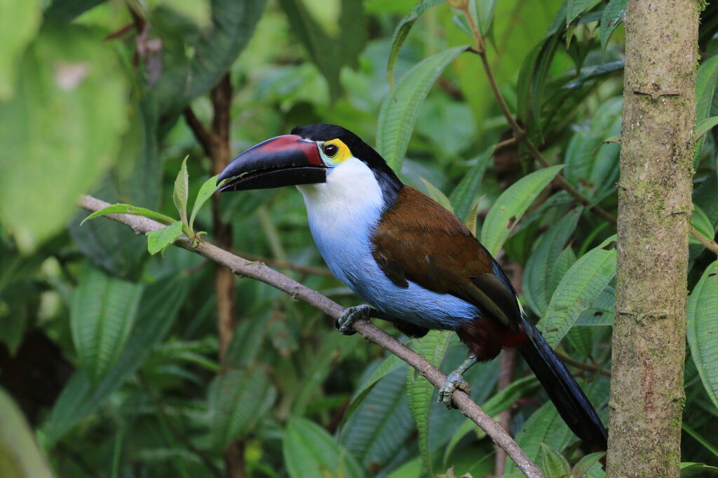 Black-billed Mountain Toucan