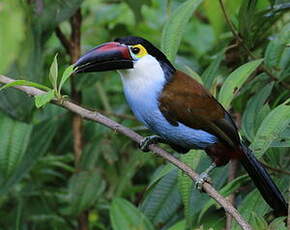 Toucan à bec noir