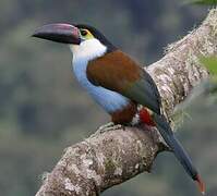 Black-billed Mountain Toucan