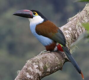 Toucan à bec noir