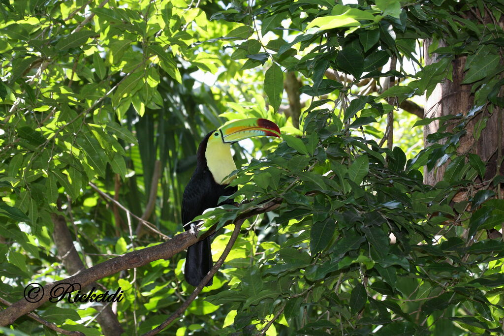 Toucan à carène