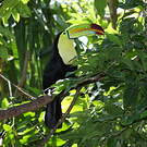 Toucan à carène