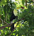 Toucan à carène