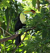 Keel-billed Toucan