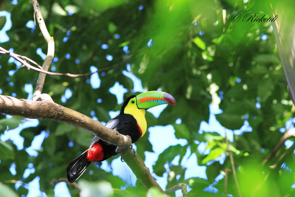 Keel-billed Toucan